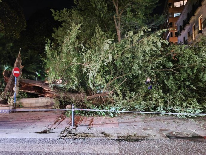 Árbol caído en la plaza de Gabriel Miró de Alicante