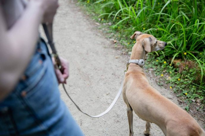 Radiografía del 'pet parenting' en España; el 49% de los hogares tiene mascota y La Rioja lidera la inversión en bienestar animal
