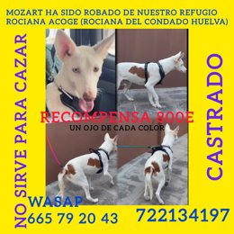 Mozart es el único perrito que falta por recuperar y piden ayuda para ello a la ciudadanía.