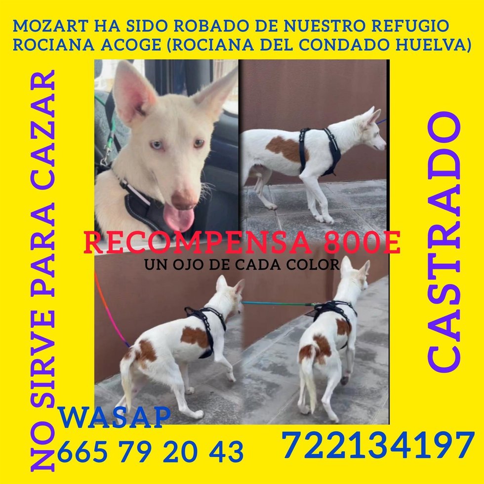 Mozart es el único perrito que falta por recuperar y piden ayuda para ello a la ciudadanía.
