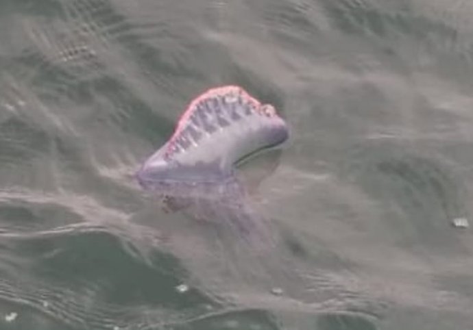 Carabela en las playas de Sanxenxo.