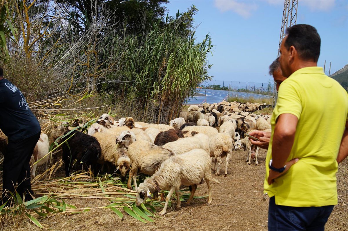Innovative Landscape Management with ‘Firefighter Sheep’ in Tegueste’s Biosphere Reserve