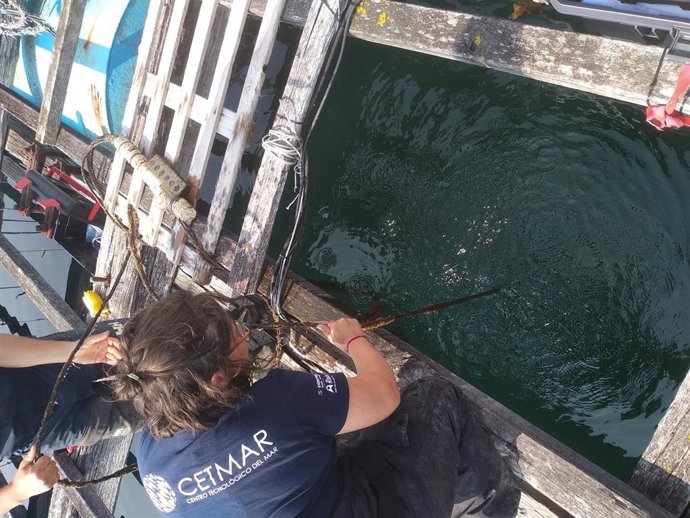 Proyecto BATEAS liderado por la Xunta para ampliar el conocimiento sobre los condicionantes que afectan a la producción de mejillón en las rías gallegas.