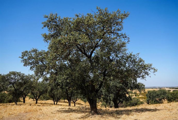 Imágenes de la explotación de ganadería extensiva que ha visitado el consejero de Agricultura, Pesca, Agua y Desarrollo Rural, Ramón Fernández-Pacheco. A 5 de agosto de 2025, en El Cerro de Andévalo, Huelva (Andalucía, España). El consejero de Agricultura