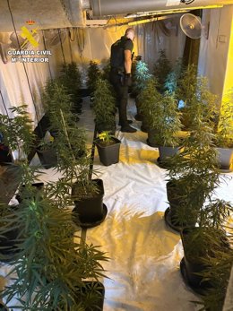La Guardia Civil detiene a cuatro personas tras localizar y desmantelar en una vivienda de Rafelguaraf una plantación de marihuana.