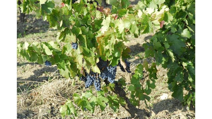 Imagen de un campo vinícola