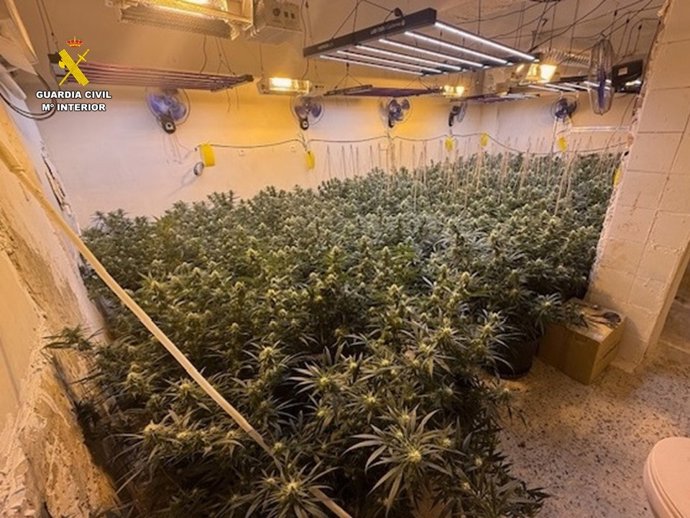 Plantación de marihuana desmantelada en Villena (Alicante)