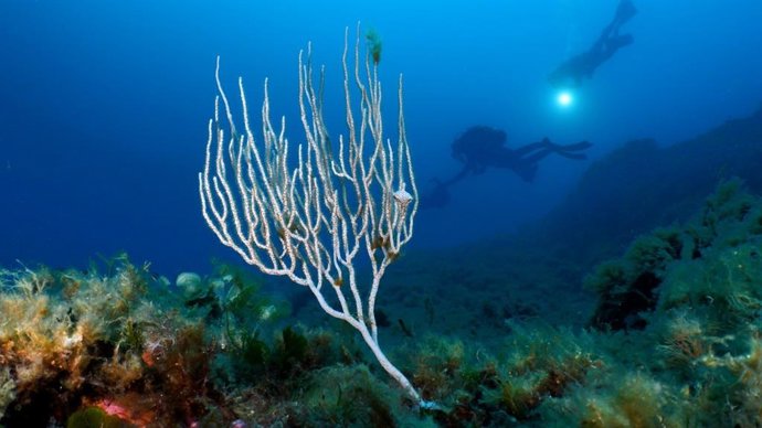 Archivo - La misión científica a los Bancos de Skerki confirma su valor como refugio marino del Mediterráneo