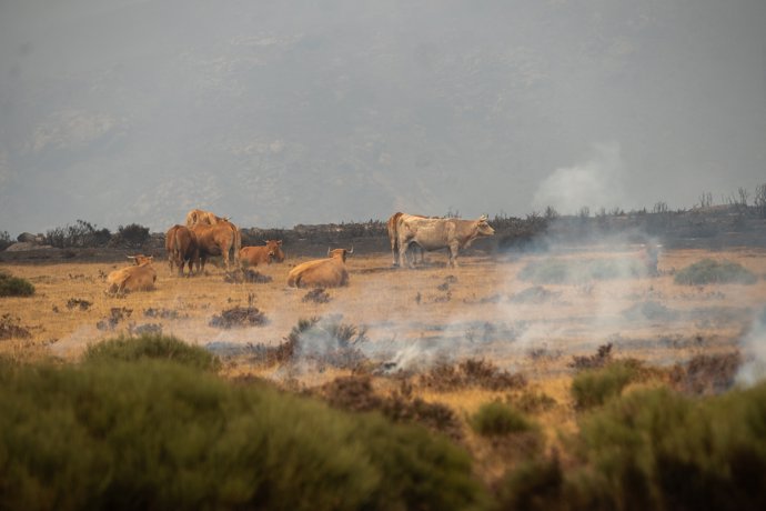 Vista de un fuego, a 19 de agosto de 2025, en Sanabria, Zamora, Castilla y León (España).