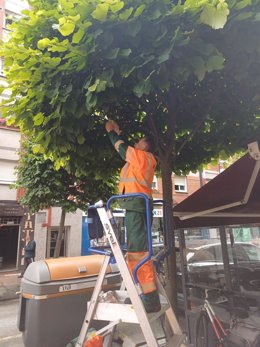 Archivo - Un operario de Emulsa trabajando durante el desarrollo de la campaña de control biológico de la plaga del pulgón del tilo, en Gijón.