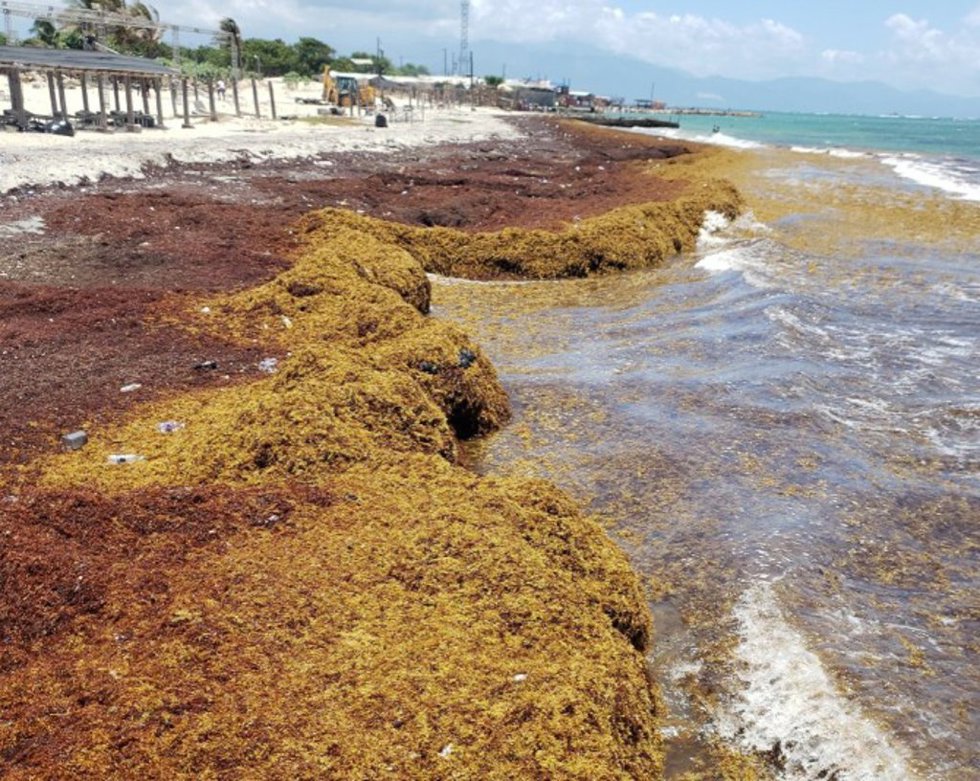 Archivo - Sargazos en Jamaica en 2021