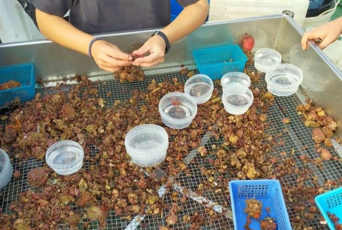 El IEO-CSIC cartografía fondos marinos de alto valor ecológico en las costas frente a Baleares y Murcia