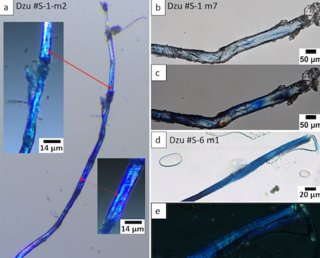 Las fibras teñidas de azul, como se ven bajo un microscopio confocal