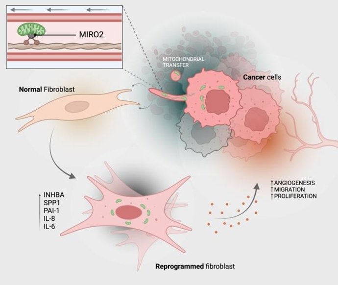 É assim que as células cancerosas transferem suas mitocôndrias (verde) para as células do tecido conjuntivo (fibroblastos).