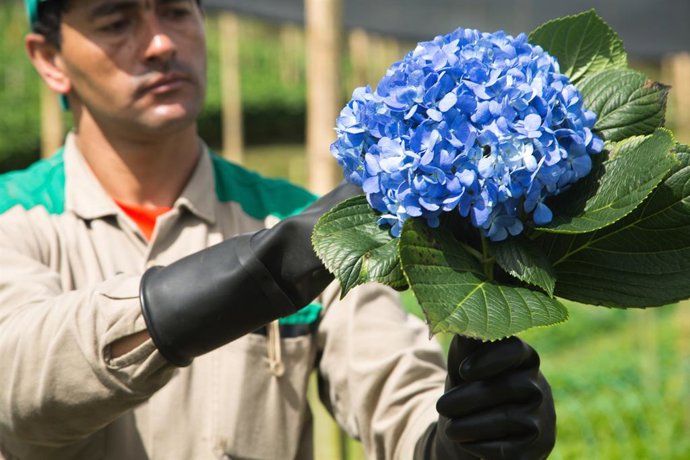 Archivo - Trabajador en los campos de flores de Colombia.