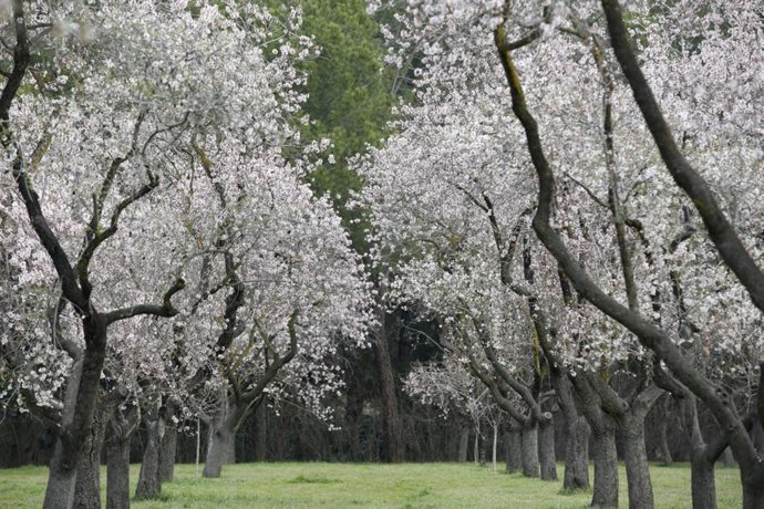 Archivo - La floración de los almendros de la Quinta de los Molinos