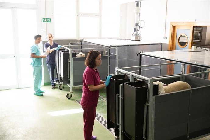 Trabajos con rumiantes para la reducción de emisiones de gases de efecto invernadero