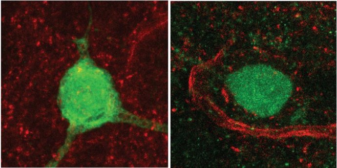 Imagen del cerebro de ratón en la que se observan neuronas productoras de vasopresina (verde) en la estría terminal (BNST). En rojo se aprecian las conexiones excitadoras que contactan con estas células.