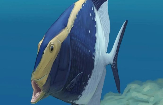 Platysomus parvulus