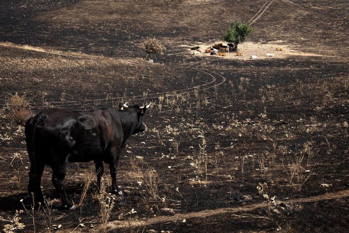 Varias vacas rodean el árbol 'milagro',  en Soto de Viñuelas, Tres Cantos 