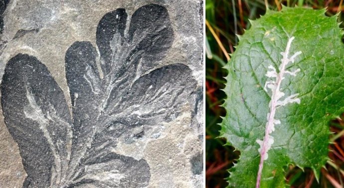 Morfología de Asteronomus maeandriformis en Autunia conferta de Crock, cuenca forestal de Turingia, Alemania.