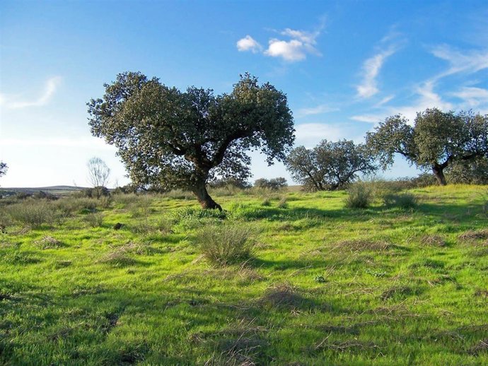 Archivo - Imagen de archivo de un campo. 