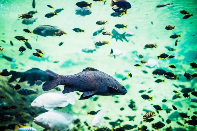 Imagen de recurso de peces