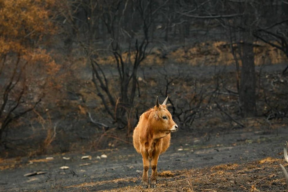 Una vaca en terrenos calcinados de la ganadería de alta montaña de Mario Nogueira, a 29 de agosto de 2025, en Quiroga, Lugo, Galicia (España). Todos los incendios declarados en Galicia permanecen bajo control. En las últimas horas se han dado por contro