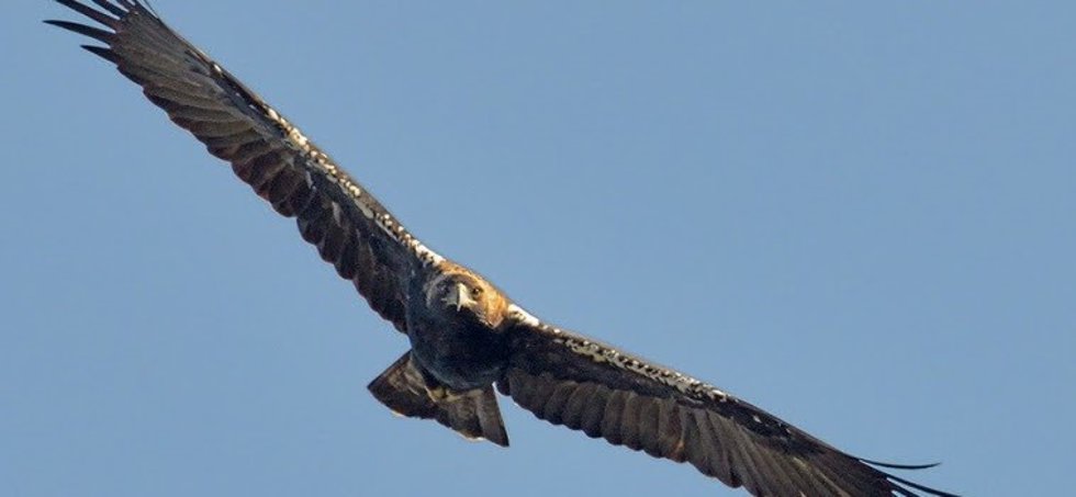 Aguila imperial. Casi la mitad de la superficie quemada en los incedios está en 'Áreas Importantes para las Aves y la Biodiversidad'