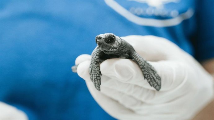 Ejemplar de tortuga boba