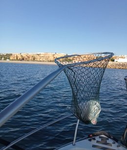 Limpieza del litoral de la Costa del Sol Occidental.