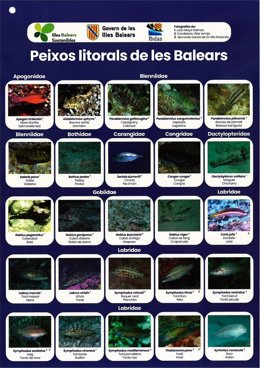 Ficha editada con las especies de peces del litoral balear.