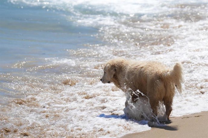 Archivo - Un perro en el área de perros de la playa de Llevant, a 21 de julio de 2025, en Barcelona, Catalunya (España).