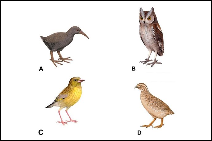 Recreación de especies extinguidas en la Macaronesia, según un estudio de la ULL