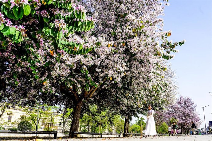 Archivo - Arbol con flores en un día soleado