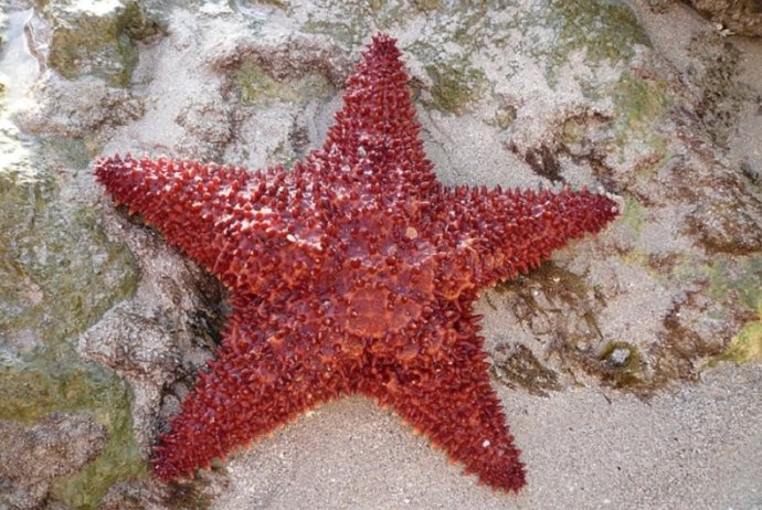 Estrela do mar