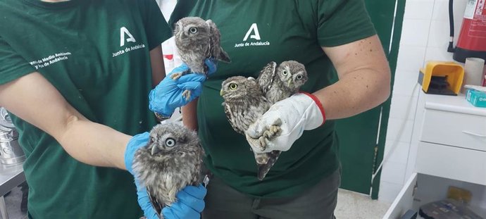 Ejemplares de mochuelo común en el CREA Quiebrajano.