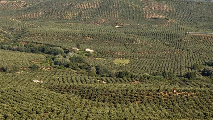 Archivo - Olivar de la Sierra de Segura