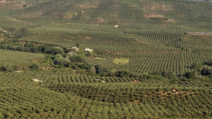 Archivo - Olivar de la Sierra de Segura