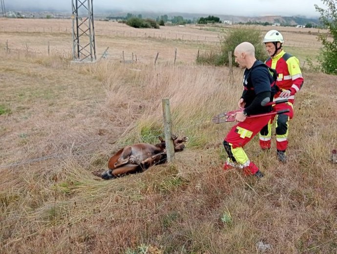 Los bomberos liberan a un potro enganchado en una valla de alambre en Reinosa
