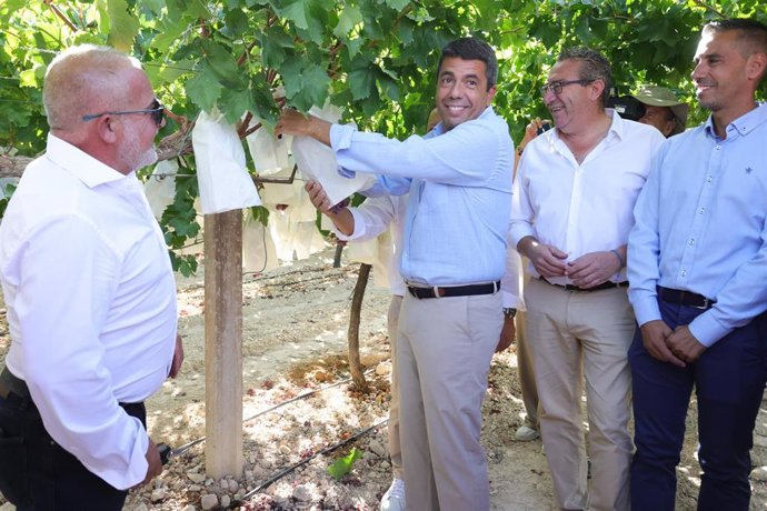 El 'president' de la Generalitat, Carlos Mazón (c), participa en el acto del primer corte de uva embolsada del Vinalopó en La Romana (Alicante)