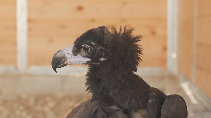 Buitre negro rescatado por el equipo de cetreros de Puy du Fou España.