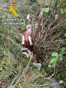 Imagen del potro encajado cabeza abajo.