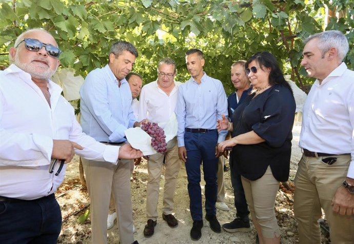 Corte simbólico del primer racimo de uva de mesa embolsada del Vinalopó en La Romana (Alicante)