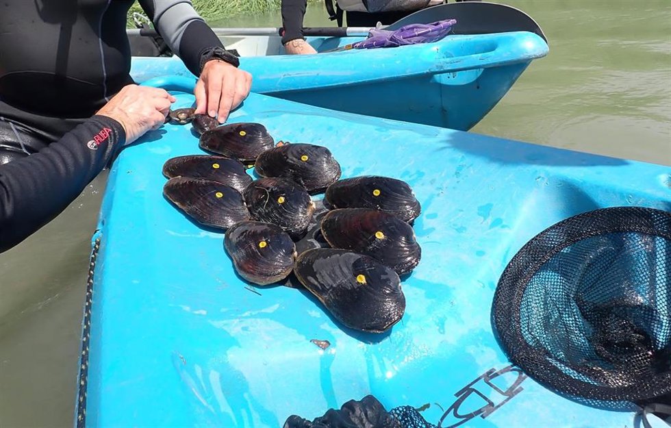 Hallados nuevos ejemplares de náyade margaritona en el Ebro.