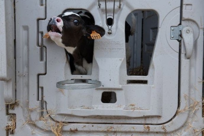 Ternero en granja de producción de leche en España investigada por Igualdad Animal