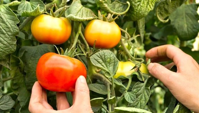 El equipo del IBMCP (CSIC – UPV) probó su plataforma de evaluación de bioestimulantes en lechuga, brócoli y, recientemente, en tomate.