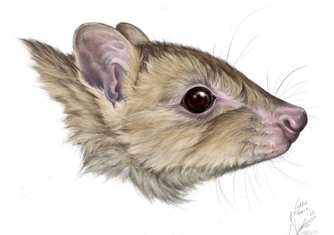Ilustração de um bettong
