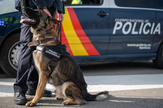Archivo - Unidad de Guías Caninos de la Policía Nacional