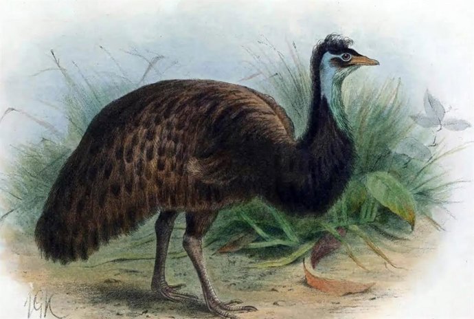 Ema da Tasmânia, espécie extinta